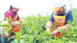 十万亩茶园吐新绿 一叶飘香兴产业