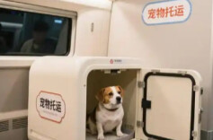高铁宠物托运今起优化 新增11座车站50趟动车可办