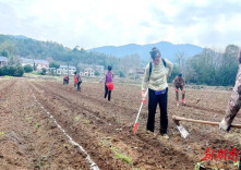 慈利县长峪铺村：600亩鲜食玉米移栽正当时