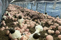 “小特产”链出“大产业”