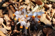 南山国家公园候选区新宁舜皇山片区舜皇山国有林场（保护管理站）惊现上千株珍稀“美冠水晶兰”