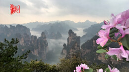 山花含露，云海如纱！武陵源春日美景上线