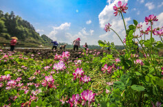 图集 | 人勤春来早 田野绘新图