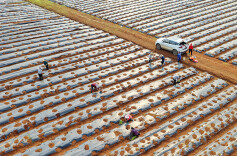 订单种植  助农增收