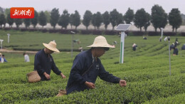 湖南农大：茶园实践，把论文写在茶香之间