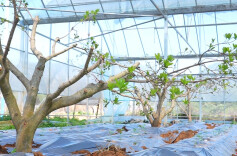 临武：智能大棚显神通，水果“住进”科技房