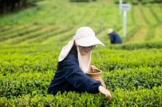 茶园变课堂  实战练技能