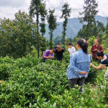 “新媒体+”多维赋能保靖富民强县@湖南日报市州