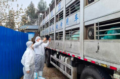 株洲活猪恢复供港