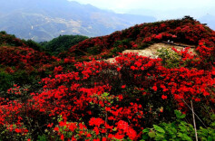湖南这些地方，有春夏之际最盛大的杜鹃花事|花田不错⑫