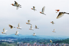 More Birds Settled Along Chongling River Thanks to Improved Ecological Environment