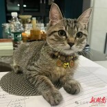 好文共赏丨鱼缸边的“哲学家”