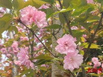 武冈：樱花烂漫春意浓 踏春赏花正当时