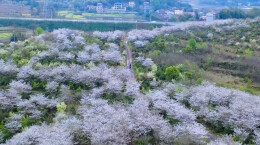 白樱绽放美如画！东安井头圩镇乡村花海迎客踏青