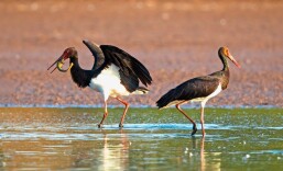 跨越山海，为候鸟迁飞贡献中国守护方案