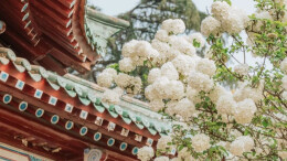 绝美！长沙“冰淇淋花”开了