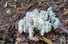 ​罕见！绥宁黄桑发现大面积珍稀水晶兰