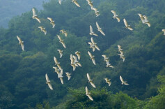 衡阳县开展鸟类保护专项宣传整治工作