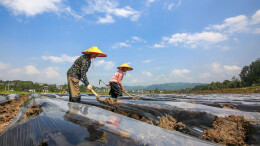 人勤春来早 田野绘新图
