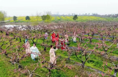 三湘时评丨把“赏花经济”做厚做长做优