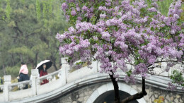 圆明园第三十一届踏青节开幕