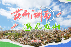 花开湖南⑨｜遇见龙山：梨花漫野靓乡村