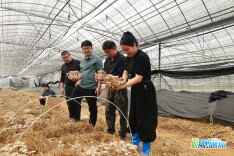 0.1元一个的废菌包，如何在汨罗“二次生金”？