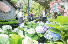 绣球花开迎客来