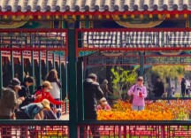 北京中山公园郁金香进入盛花期