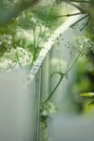 舒和平：紫藤絮语|写给春天的诗行㉙