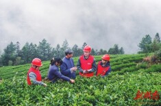 茶山春意暖 “红”装助力来|湖南日报·图片新闻