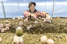 菌菇产业促振兴