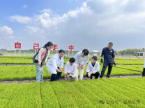 织密“最后一公里”服务网！岳阳供销系统以全链条保障托稳春耕“基本盘”