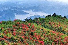 杜鹃盛开  如云似霞