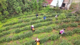 临湘2000余亩春茶开采 桃林镇治水村“金叶”铺就增收路