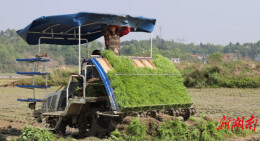 武冈：25.8万亩早稻插秧忙