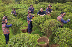 野茶生“金”促振兴