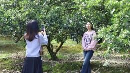 组图丨宜章：脐橙花开春光美