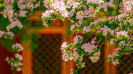 莫负此般好春光！看故宫花海唯美大片→