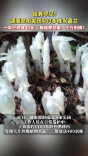 极其罕见！湖南邵阳发现400多株水晶兰