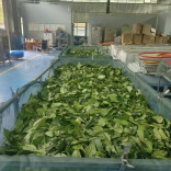 当茶叶遇上杜仲，看湘西百润如何让“两片叶子”变“致富钥匙”