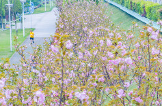 一路樱花一路春