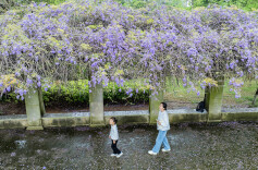 春日紫韵醉游人