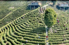 Hengshan Huang Tea Exported to 35 Countries