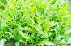 呵护小心肝 少不了这道苦菜