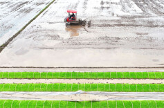 Vibrant Farming Scenery Seen Across Hunan in Springtime