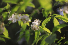 Rare Tree Blooms for First Time in Hunan Botanical Garden