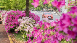 一路花海 满城春色