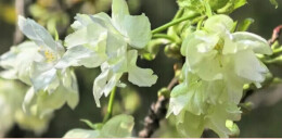 “抹茶樱花”来了！ 樱花“顶级稀品”盛放长沙