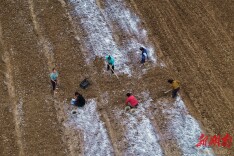 特色种植促增收